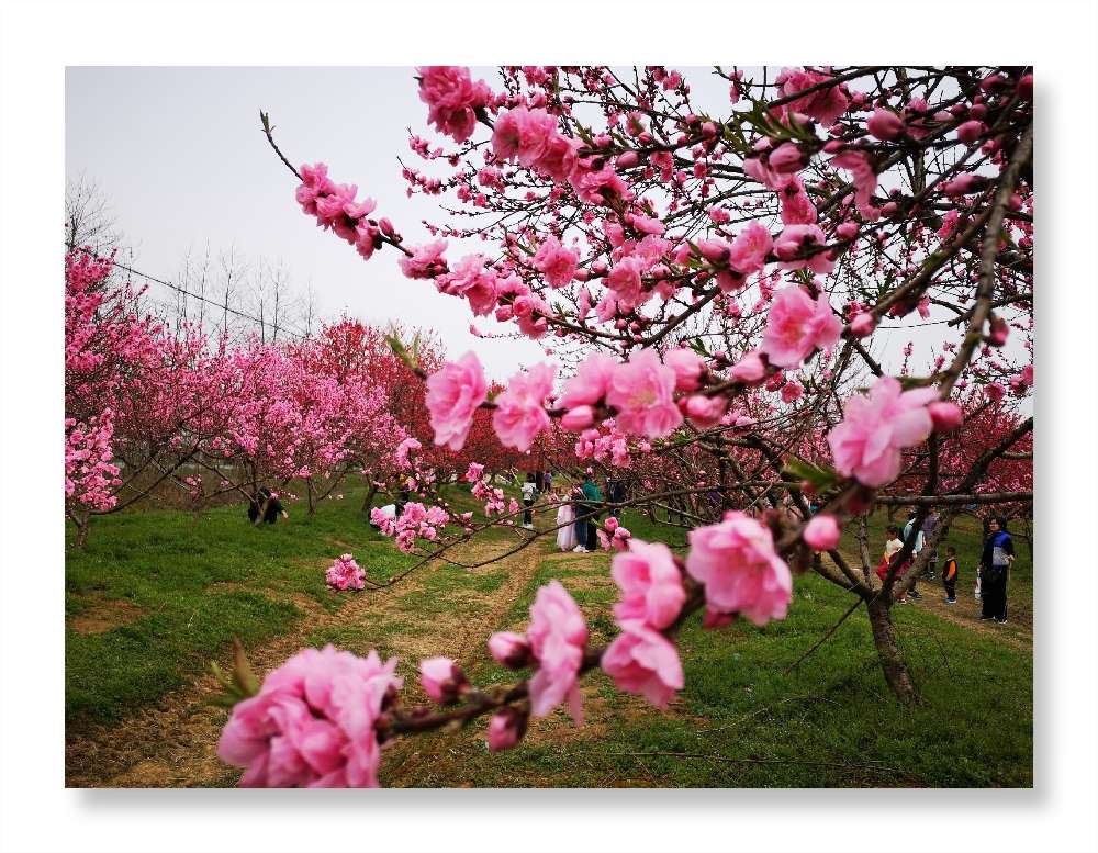 三十岗桃花节图片
